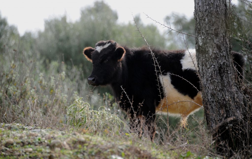 ΦΩΤΟ ΑΡΧΕΙΟΥ EUROKINISSI