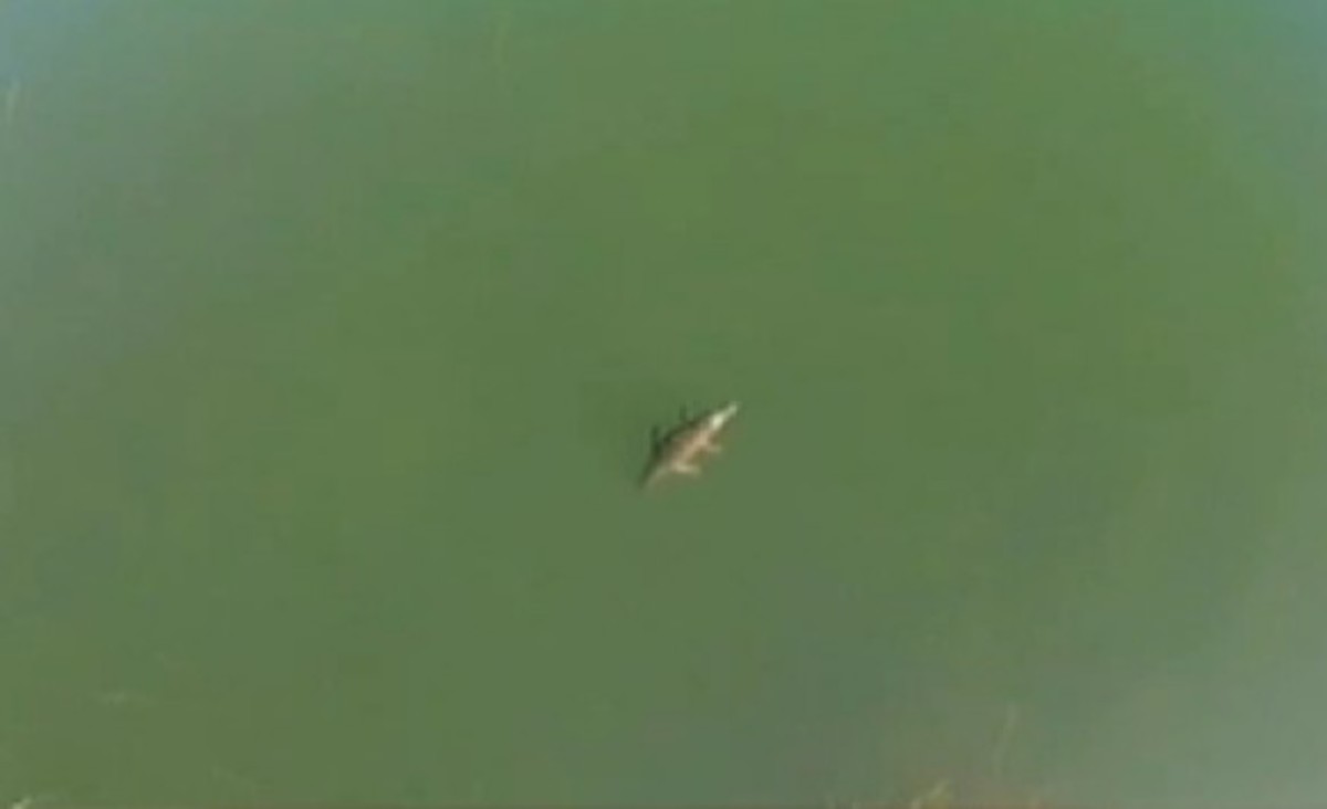 Πανοραμική άποψη του κροκόδειλου