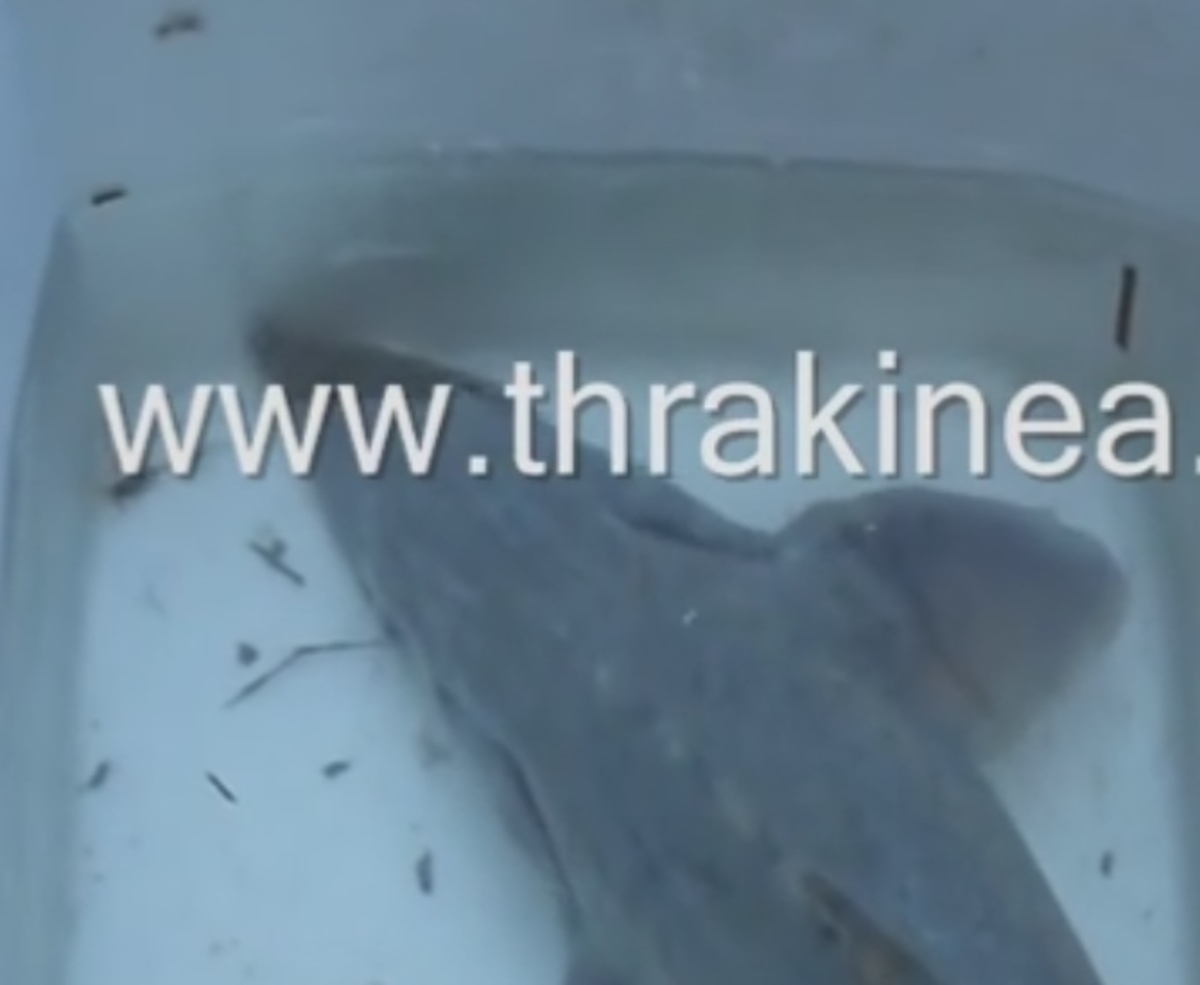 ΦΩΤΟ από thrakinea.gr