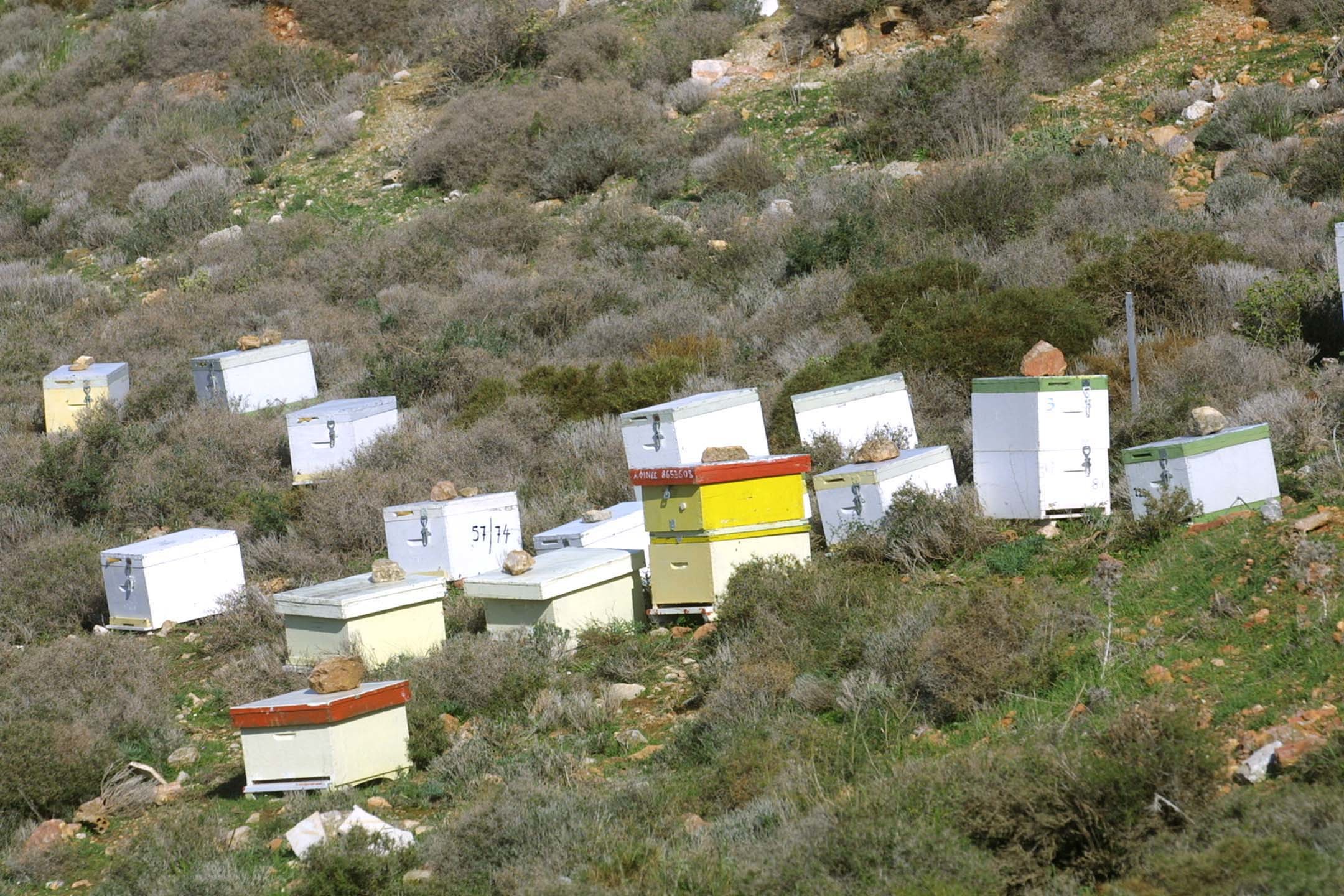 Τρίκαλα: Είχε κλέψει πάνω από 250 μελίσσια