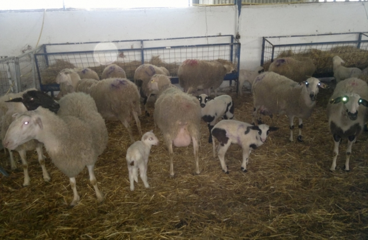 ΦΩΤΟ από patrastimes.gr