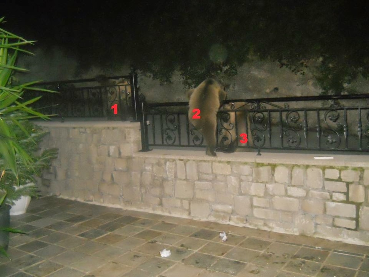 ΦΩΤΟ από epirusgate
