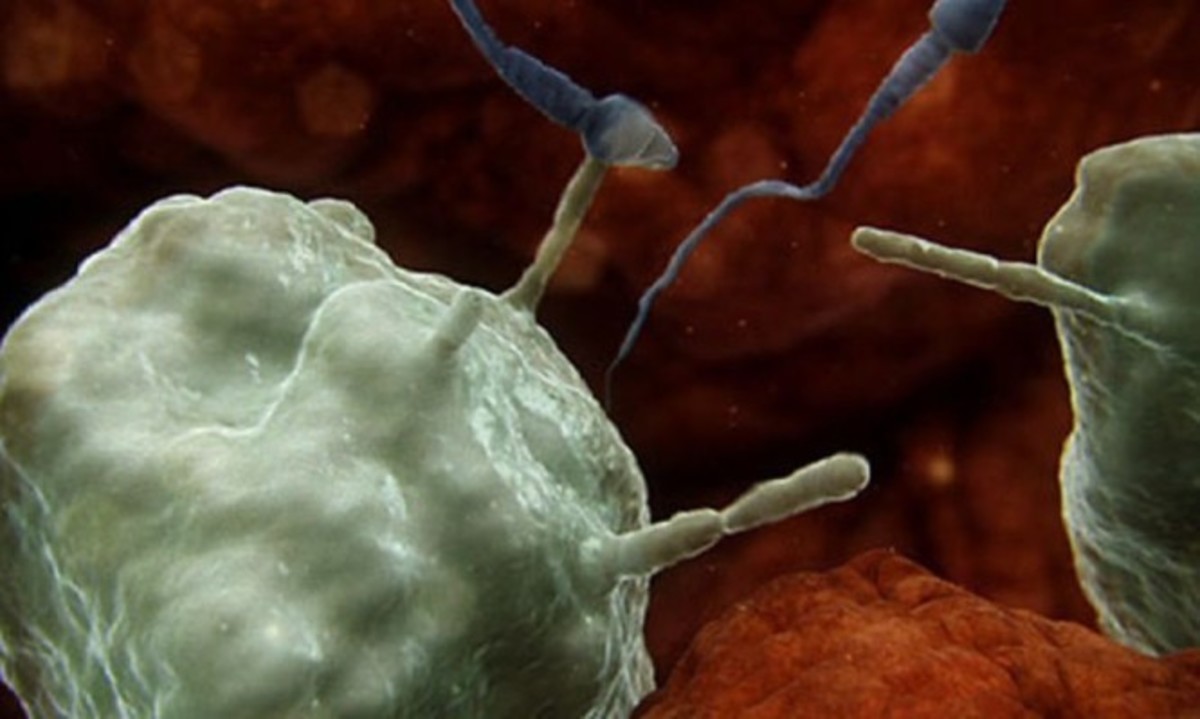 Μοναδικό: Πώς το σώμα της γυναίκας επιτίθεται στα σπερματοζωάρια [vid]