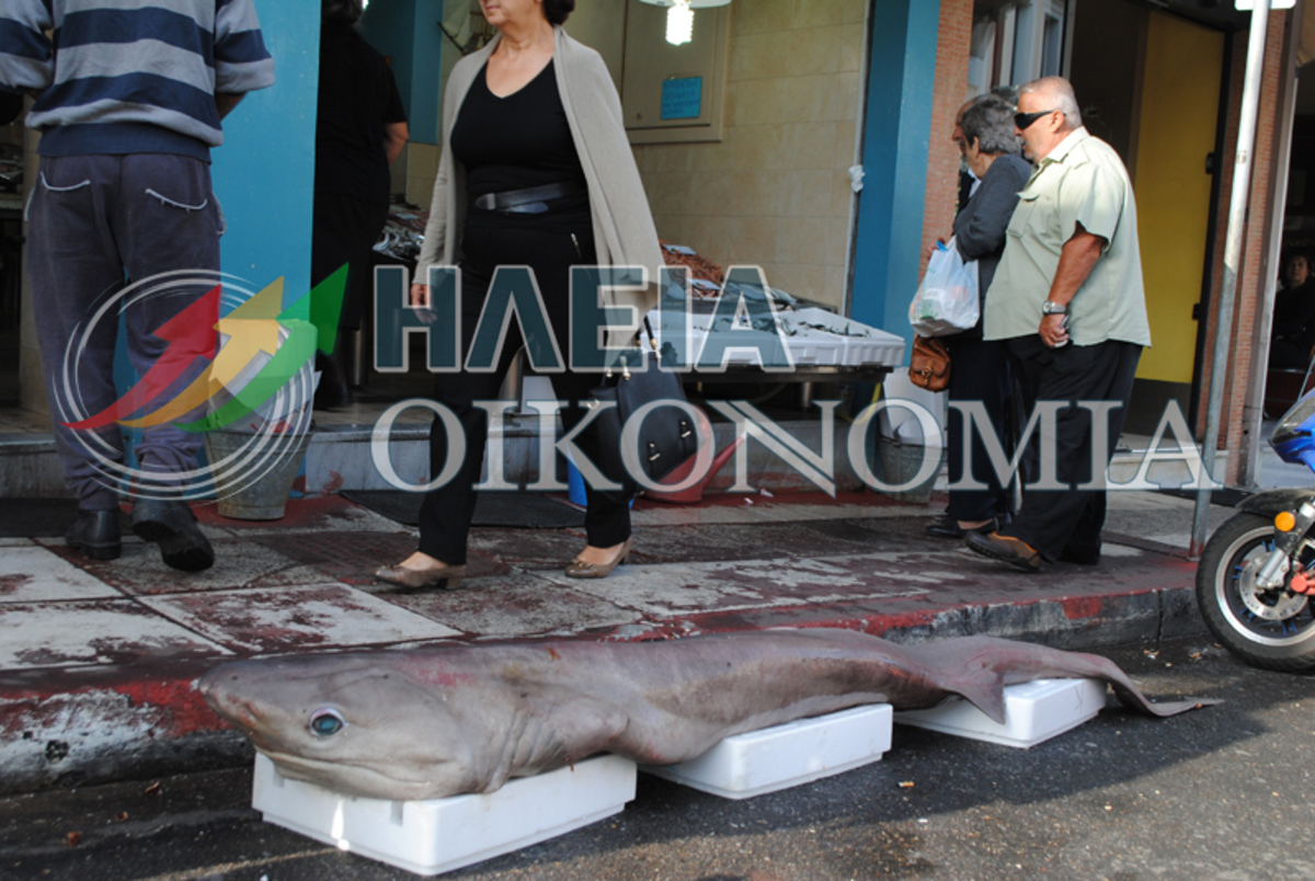 ΦΩΤΟ από iliaoikonomia.gr