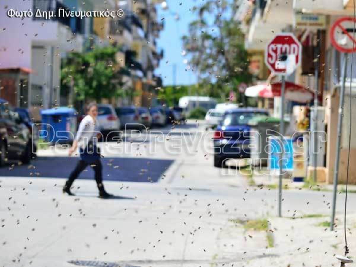 ΦΩΤΟ από pamepreveza.gr - Δημήτρης Πνευματικός