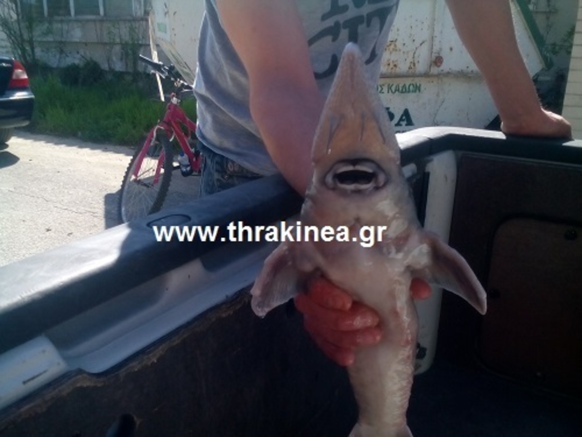 ΦΩΤΟ από thrakinea.gr