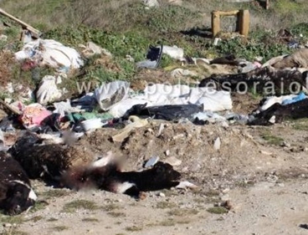 Αυτοσχέδια χωματερή νεκρών ζώων