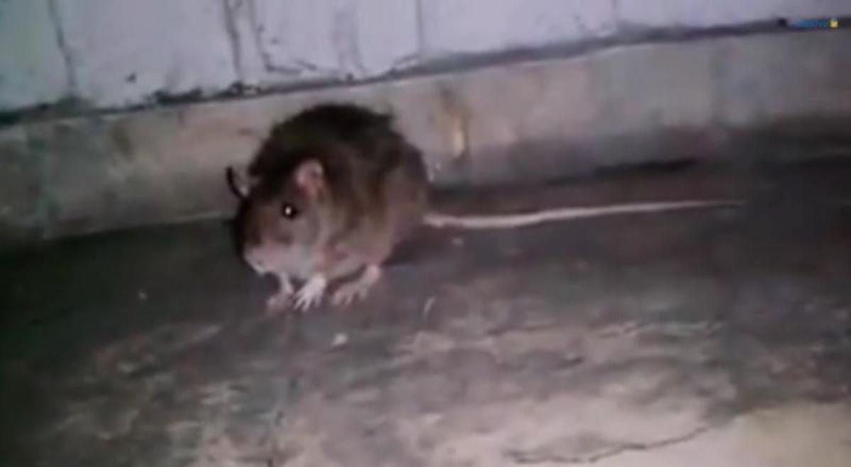 Αρουραίος στο πανεπιστήμιο Μακεδονίας