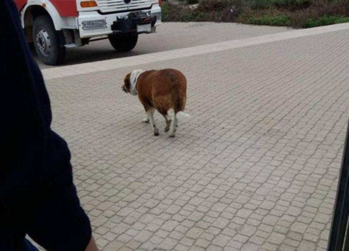 ΦΩΤΟ από cretapost.gr