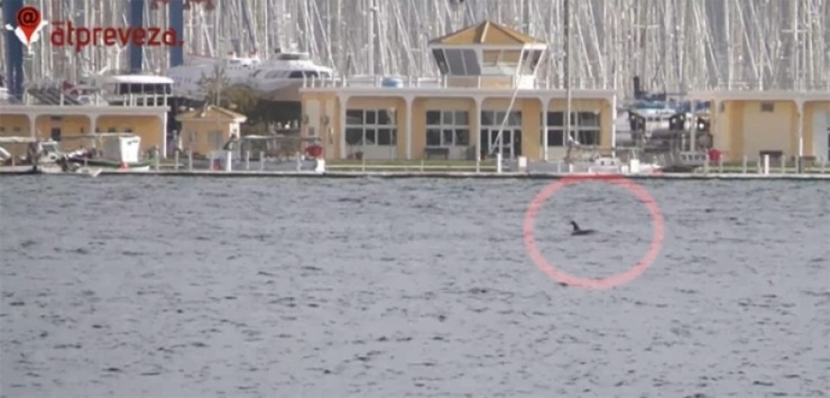 Δελφίνια παίζουν στην θάλασσα