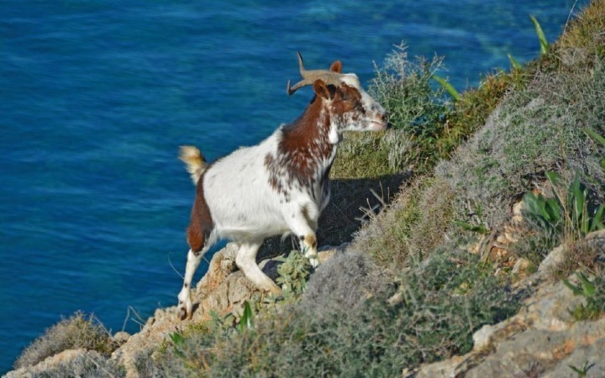 ΦΩΤΟ από rodiaki.gr