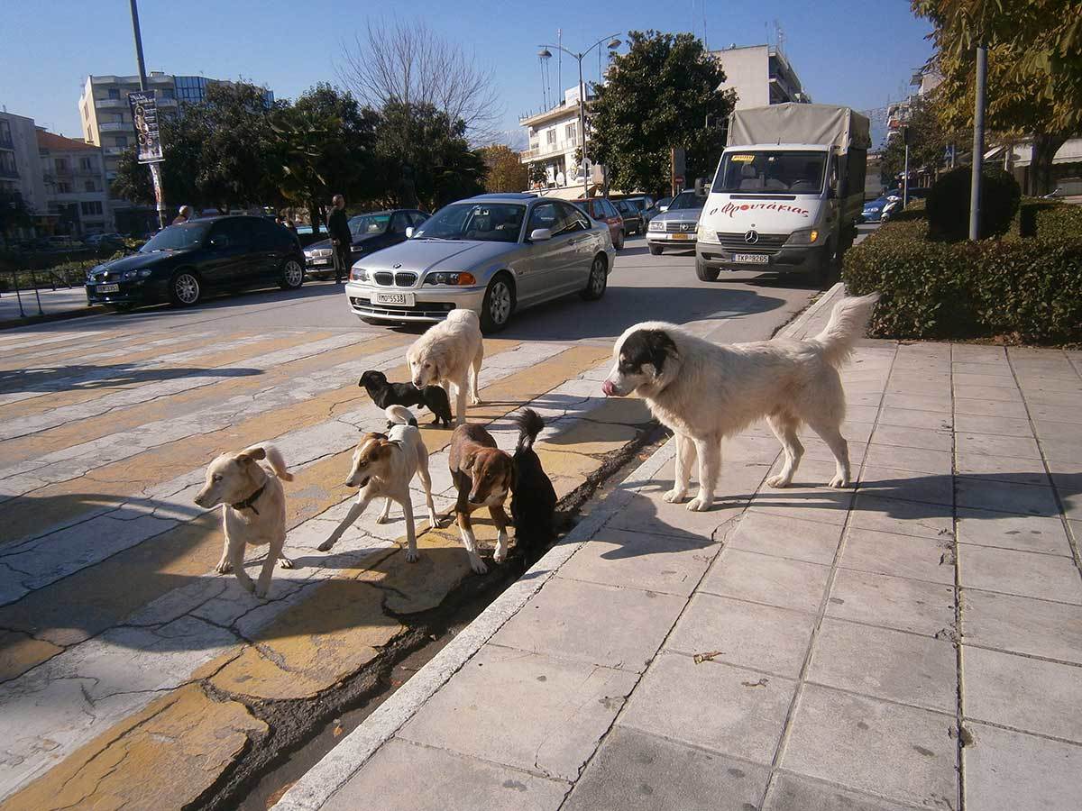 ΦΩΤΟ από trikalanews.gr