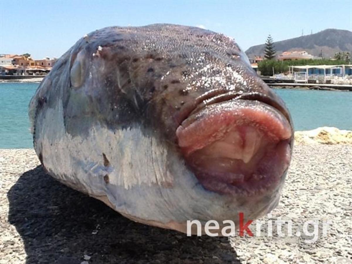 ΦΩΤΟ από neakriti.gr