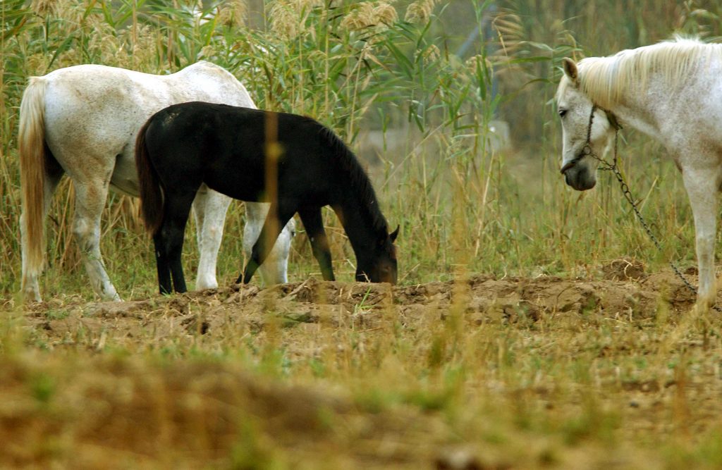 Σοκαρισμένοι οι κάτοικοι της Ξάνθης – Βρέθηκαν πυροβολημένα άλογα σε ορεινή περιοχή