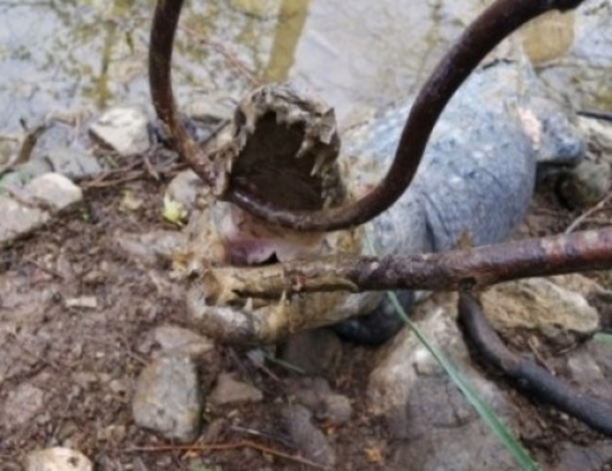 Νεκρός ο κροκόδειλος Σήφης