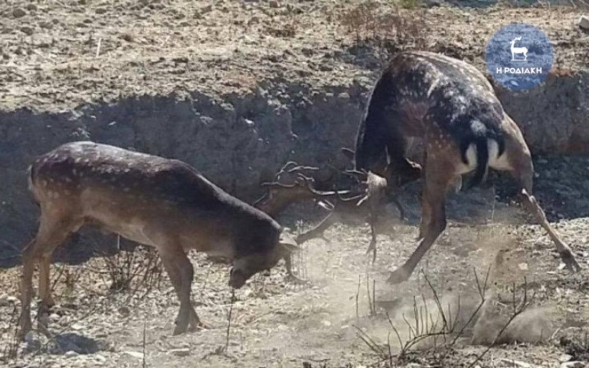 ΦΩΤΟ από rodiaki.gr