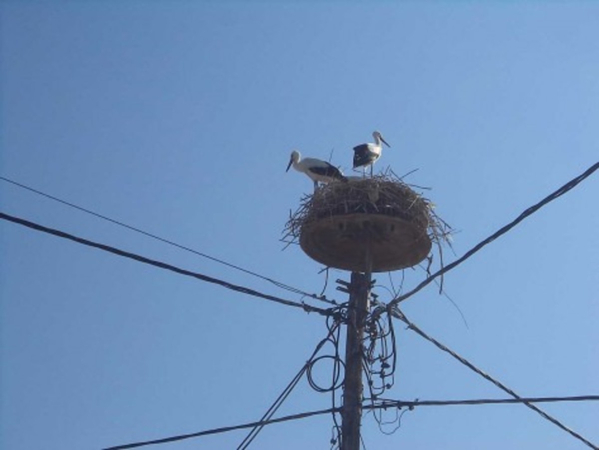 Επιχείρηση για ορφανούς πελαργούς