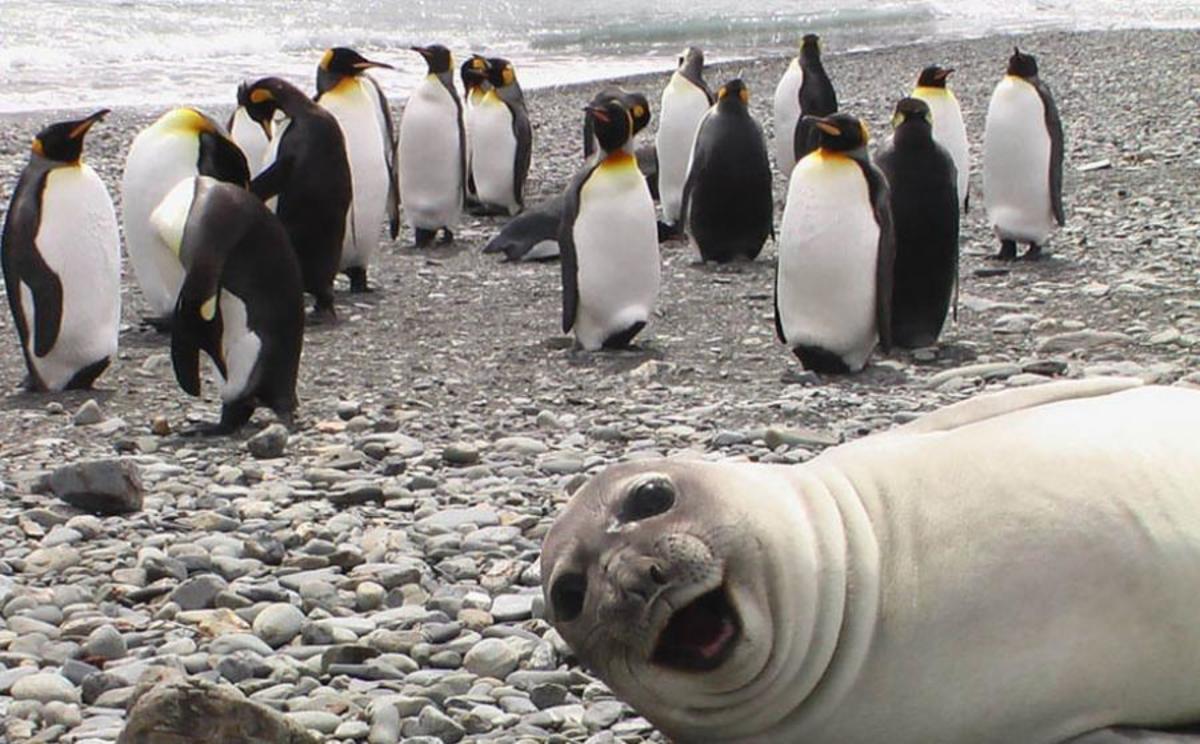 Θα λιώσεις! Όταν τα ζώα κάνουν απίθανο photobombing (ΦΩΤΟ)