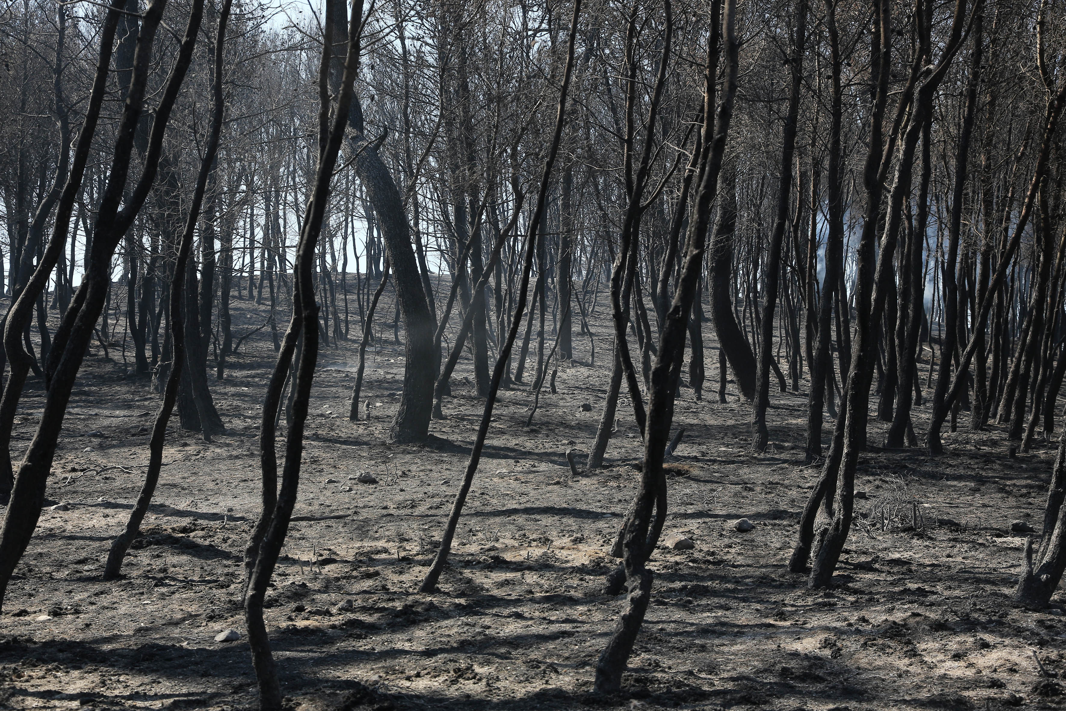 Από αμέλεια της ΔΕΗ προκλήθηκε η πυρκαγιά στις Αφίδνες