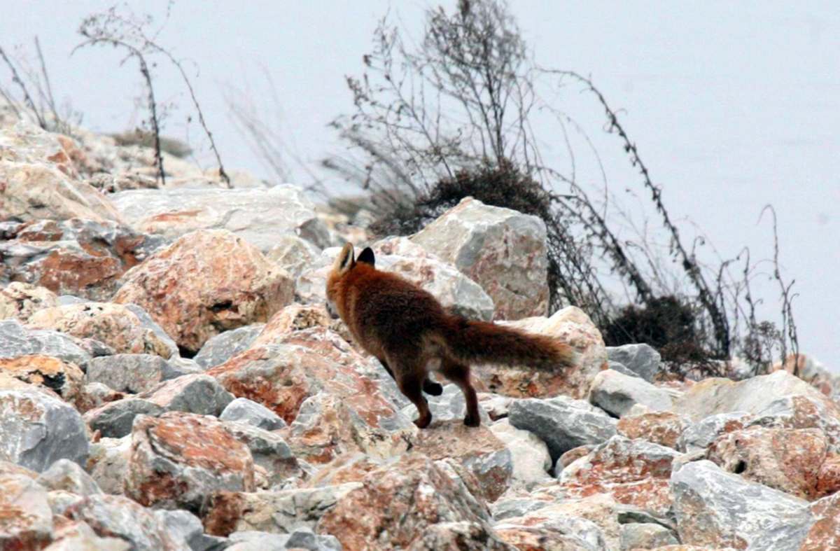 Ξεκινούν οι από αέρος εμβολιασμοί των κόκκινων αλεπούδων κατά της λύσσας – Τι πρέπει να προσέχουν οι πολίτες
