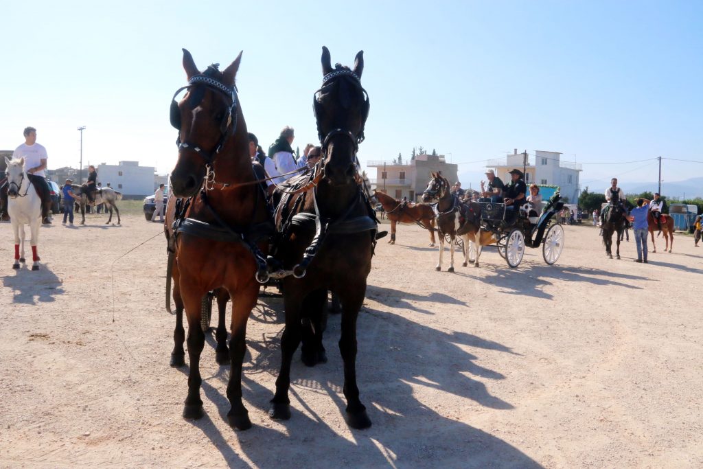 Κοζάνη: Συνελήφθησαν δύο για κλοπή 9… αλόγων!