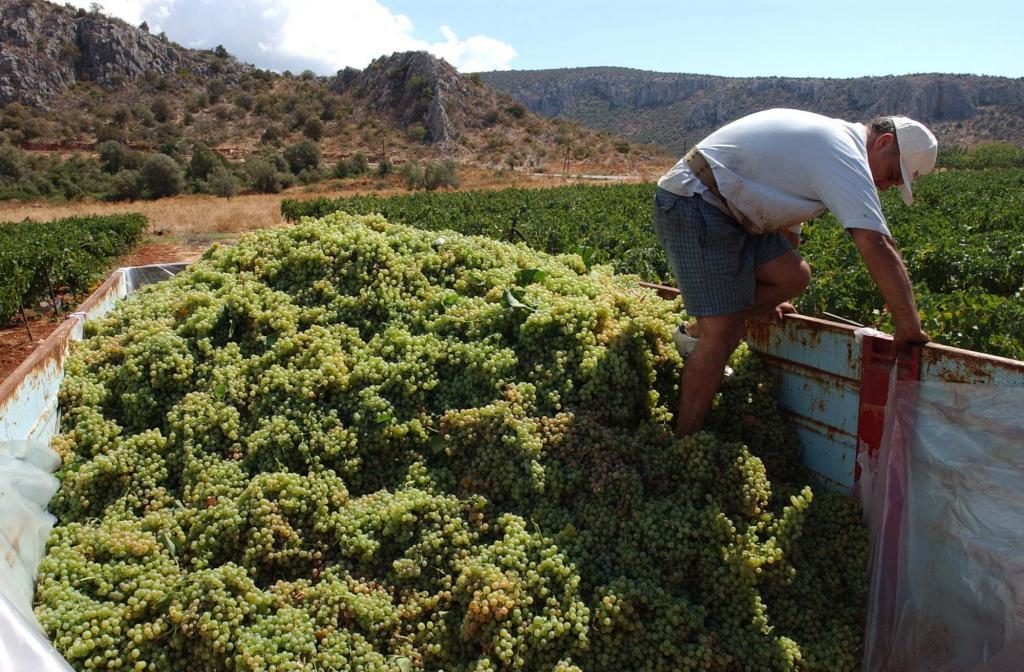 Ζημιές στην αμπελουργία από τον περονόσπορο