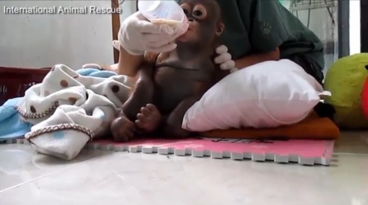 Σκληρή πρώτη γνωριμία με ανθρώπους: Δάκρυσε μωρό ουρακοτάγκος στη διάσωσή του (ΒΙΝΤΕΟ)