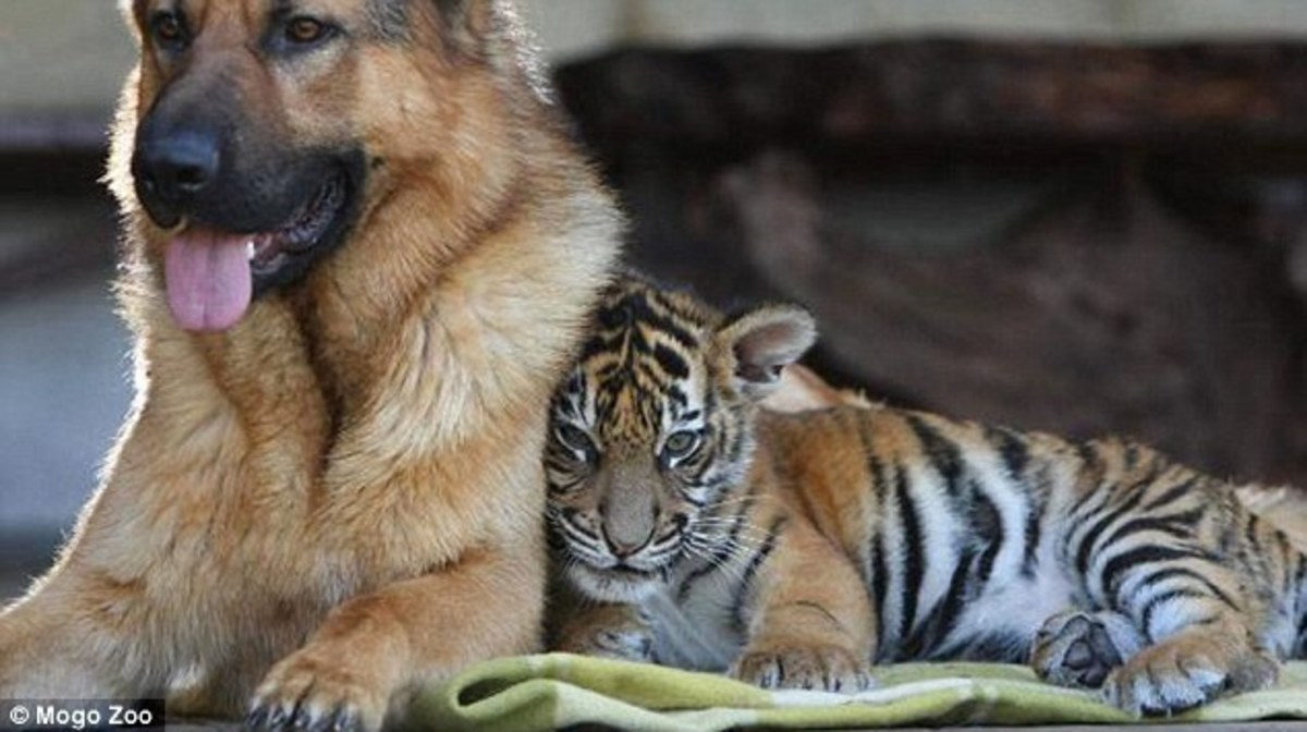Η πιο ιδιαίτερη φιλία! Σκύλος και τίγρης κολλητοί από τα γενοφάσκια τους (ΒΙΝΤΕΟ)