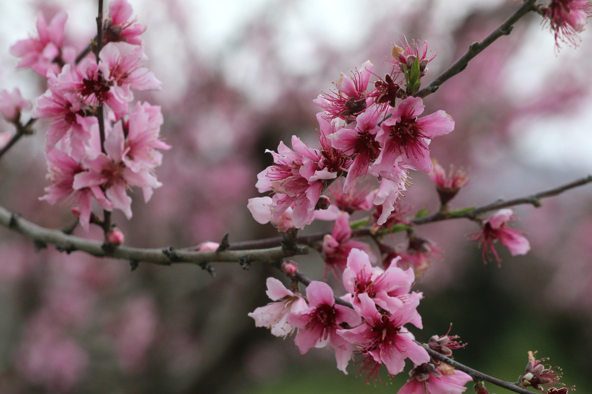 Και επισήμως άνοιξη – Την Κυριακή η εαρινή ισημερία