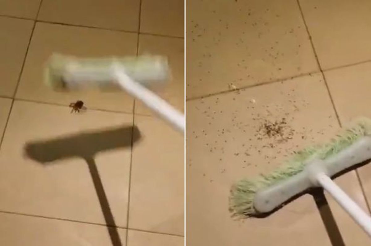 Ανατριχιαστικό βίντεο: Σκότωσε αράχνη και του άφησε τα 100άδες μωρά της!