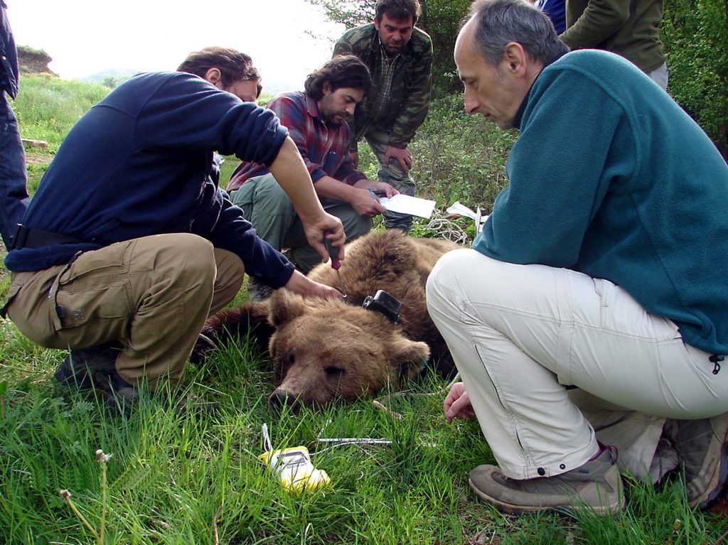 Καστοριά: Σώες η μαμά αρκούδα και τα δύο αρκουδάκια