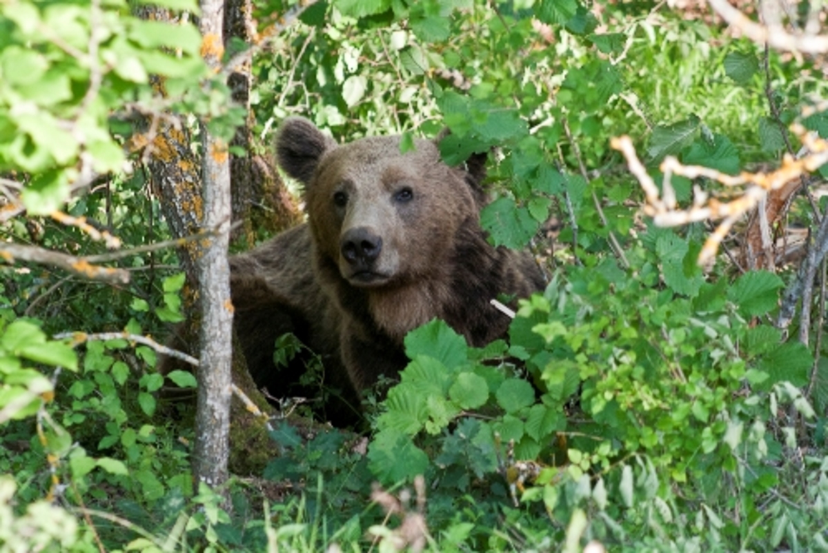 Θεσσαλονίκη: Παγιδευμένη αρκούδα απελευθερώθηκε από τον «Αρκτούρο»