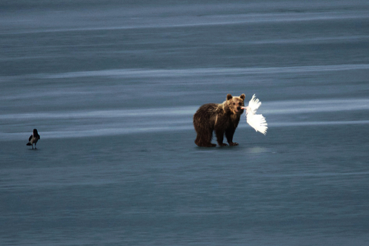 Καστοριά: Το αρκουδάκι επέστρεψε! Νέα βόλτα και… πικνίκ στην παγωμένη λίμνη [pics, vid]