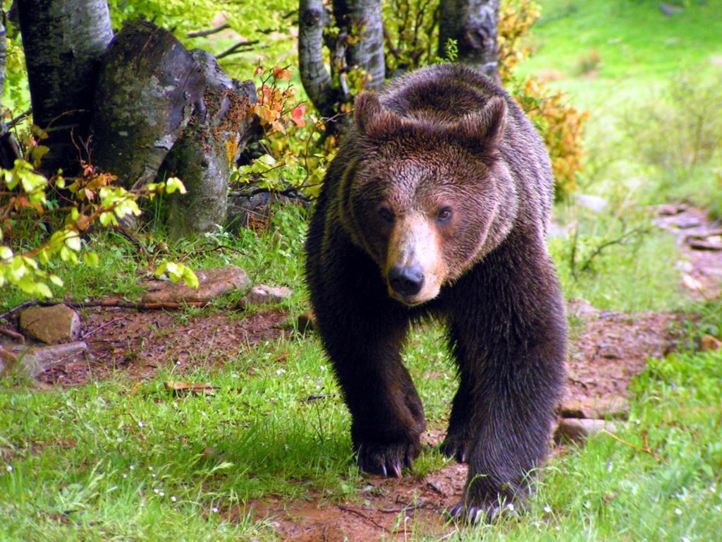 Φλώρινα: Οι αρκούδες έχουν… αϋπνίες!