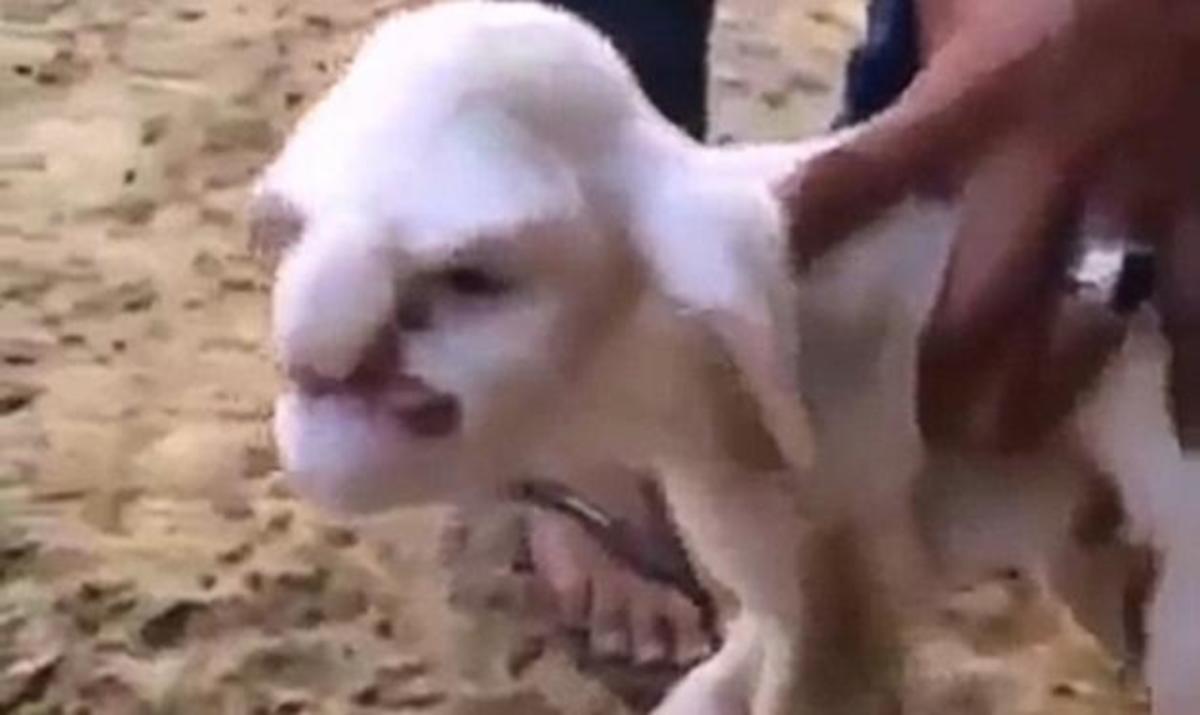 Xαμός στο internet με το αρνάκι που γεννήθηκε με πρόσωπο “θυμωμένης γριάς”!