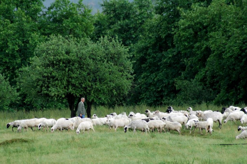 Ρέθυμνο: Του έκλεψαν 57… αρνιά!