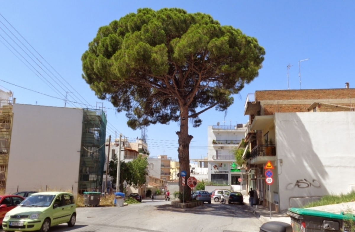 Πάτρα: Έφτιαξαν ανθρώπινη αλυσίδα γύρω από το πεύκο της Αρόης (VIDEO)