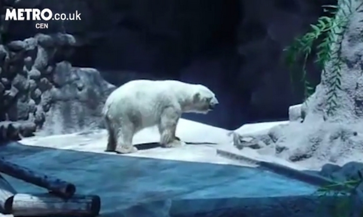 Arturo: Πέθανε η πιο θλιμμένη πολική αρκούδα του κόσμου