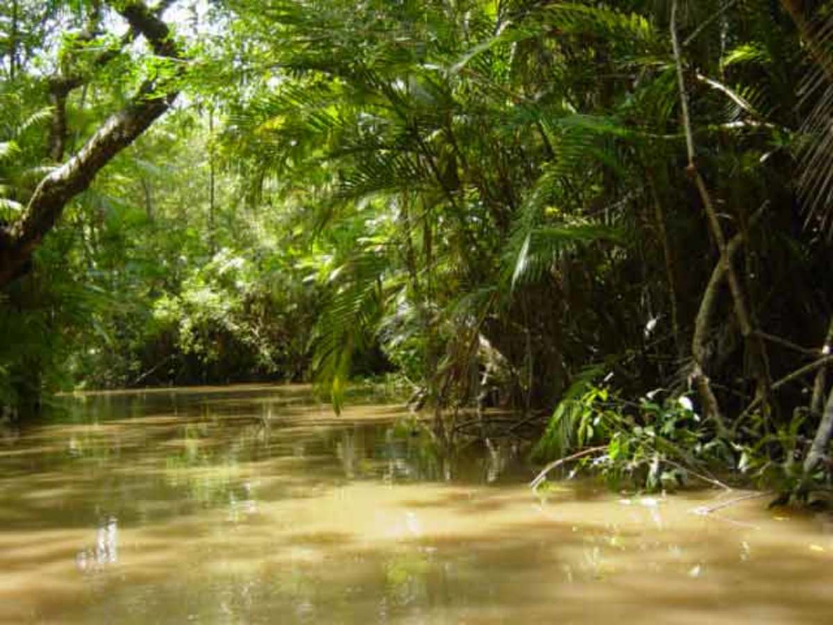 Επιταχύνεται η αποψίλωση του τροπικού δάσους του Αμαζονίου