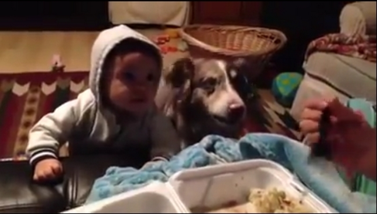 Μωρό vs σκύλος: Ποιος είπε πρώτος τη λέξη μαμά; (ΒΙΝΤΕΟ)