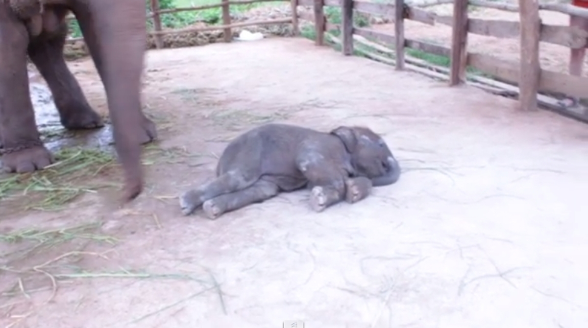 Αξιολάτρευτο ελεφαντάκι προσπαθεί να κάνει τα πρώτα του βήματα (ΒΙΝΤΕΟ)