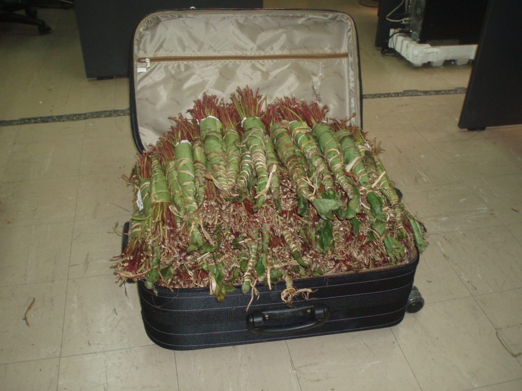 20 κιλά khat χώρεσαν στην βαλίτσα της. ΦΩΤΟ Ελληνική Αστυνομία