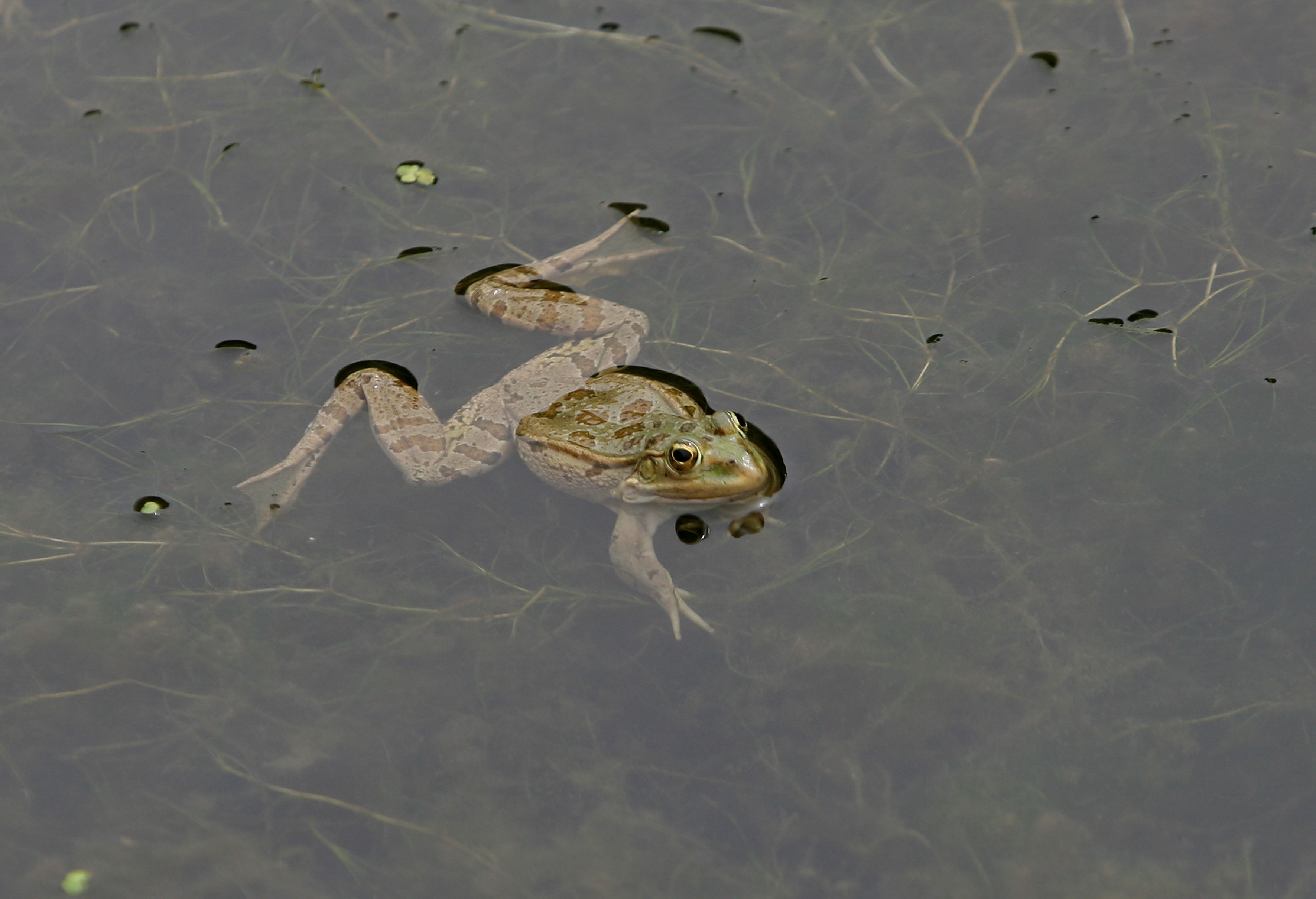 Ποιος ποντάρει… στα βατράχια;