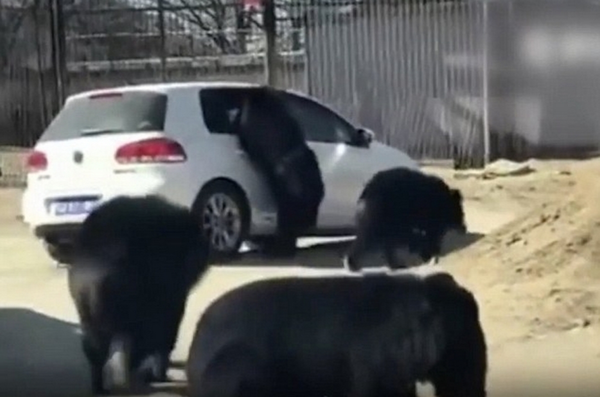 Επίθεση αρκούδων σε αυτοκίνητο τουριστών [vid]