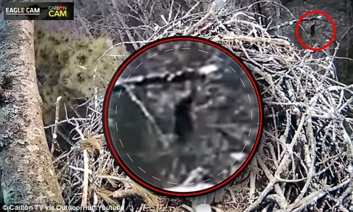 Τσάκωσε η κάμερα τον μυθικό Bigfoot; [vid]