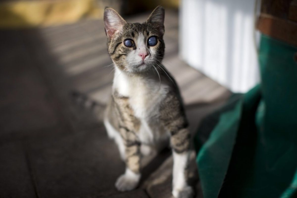Συναγερμός για άγνωστο που ξυρίζει γάτες – Τον ψάχνουν οι αρχές