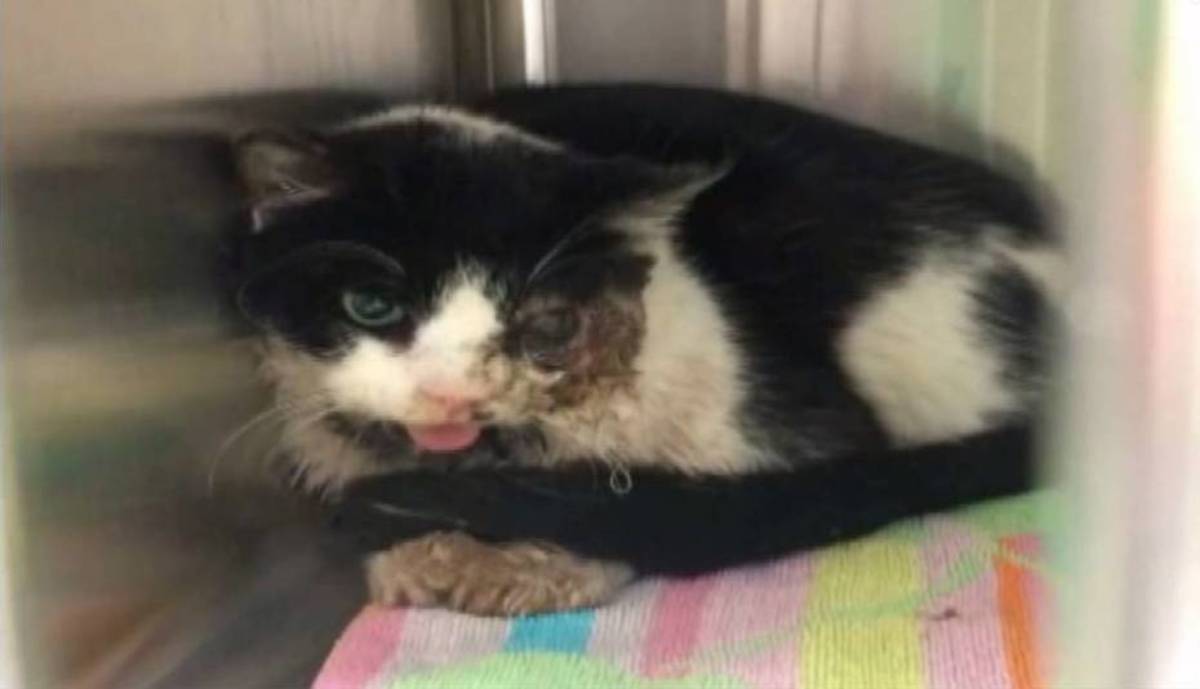 Γάτα – ζόμπι: Πέθανε, την έθαψαν και επέστρεψε 5 μέρες μετά!