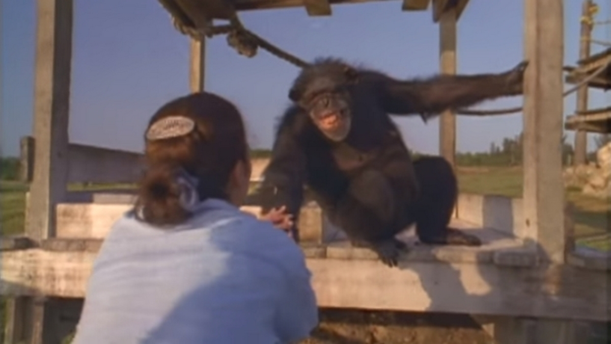 Συγκλονιστικό βίντεο! Χιμπατζής χαμογελά και αγκαλιάζει τη γυναίκα που τον έσωσε πριν 25 χρόνια