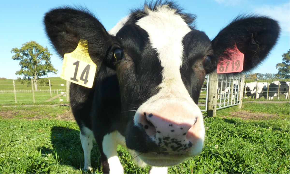 Η καλή μας αγελάδα κάνει… υποαλλεργικό γάλα
