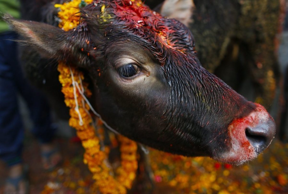 Η αγελάδα προσωπικότητα της χρονιάς στην Ινδία!